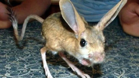 The Rare Jerboas That Could Be Own
