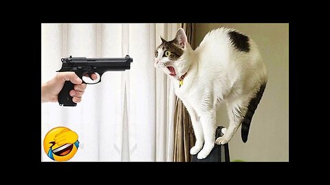 World Best Funniest🤑 Cat vs animal vs Kid 😃 Entertainment Don't Try Laughing 🤣 2024 clips 🫡