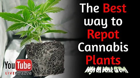Cannabis Podcast Episode 155🌿 Cannabis News 🌍 Best Techniques for Transplanting Cannabis Plants🌱