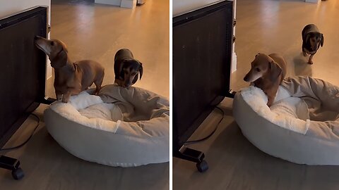 Dachshund Pups Drag Their Bed Next To The Heater