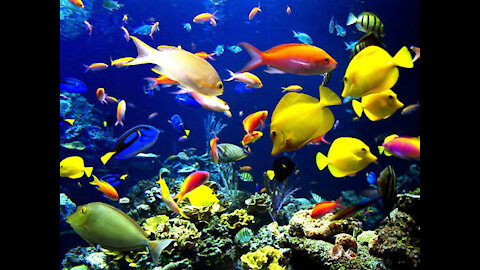 Coral reef fish