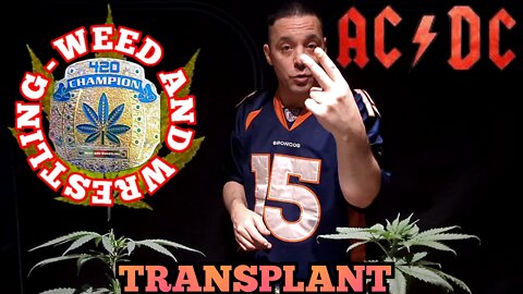 Growing Cannabis: "Transplanting Marijuana" 'AC-DC' / 'Charlottes Web' Strain | 'Weed And Wrestling'