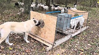 Sheep, goats and dogs enjoying their new farm setting.