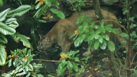 cougar Puma concolor in a tropical habitat endangered captive Martinique zoo carnivore beast