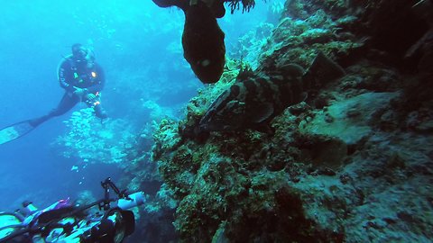 Clever grouper is fascinated with what divers are photographing