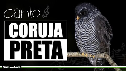 🎼O Canto da CORUJA PRETA (Ciccaba Huhula/Strix Huhula)🌛