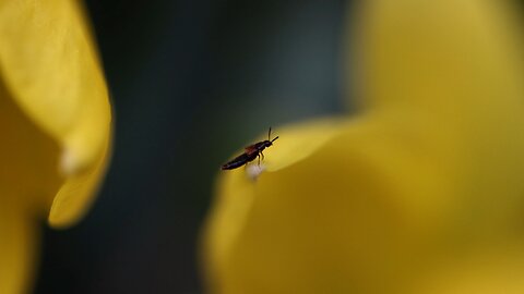 Tiny Insect on Daffodils