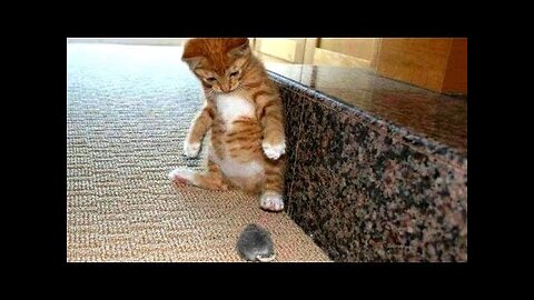 Scaredy Cats Compilation,Very funny !!