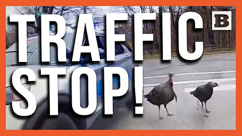 Turkey Trot! Ordinary Traffic Stop Runs A-Fowl of the Law