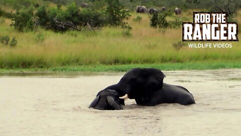 Elephant Bulls Play In A Waterhole | Archive Footage