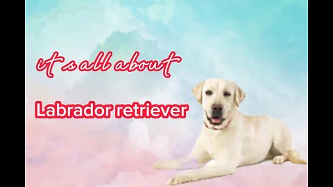 it's all about Labrador retriever