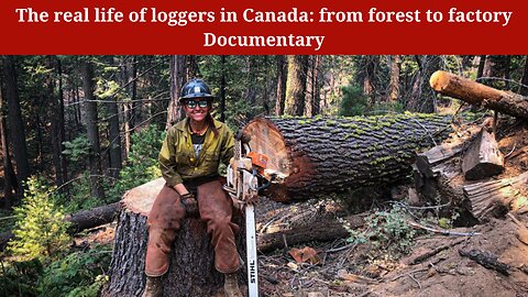 The real life of loggers in Canada: from forest to factory | Documentary