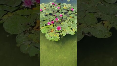 Pink Water Lilies Growing in Pond