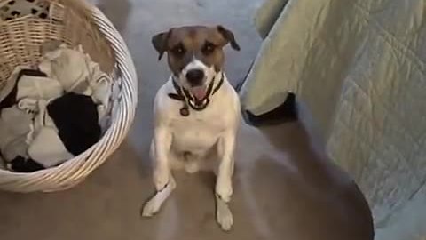 Dog Makes Enigmatic Noises In Attempt To Communicate With His Human