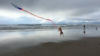 Kite Flying Dog Toy