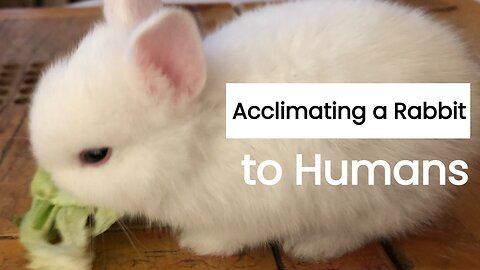 Acclimating a Rabbit to Humans