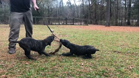 ASC’s Scratch x ASC’s Onyx males at 14 weeks