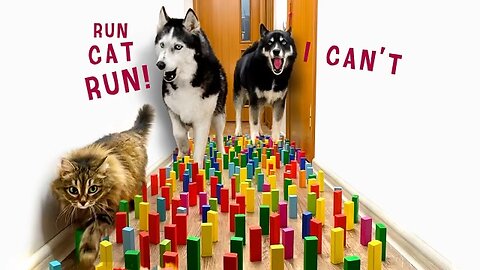 "CAT vs DOG Challenge: Furry Obstacle Run 🐱🐶🏆🚀"