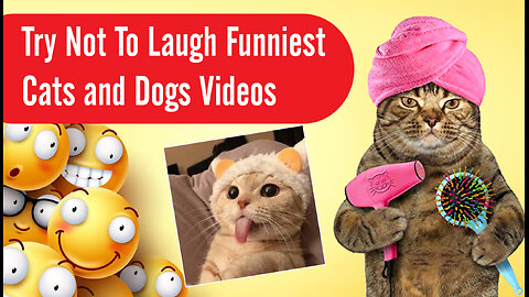 Funny animal videos|Cute animal videos |Funny dog&cat videos|Hilarious pet videos|funny video