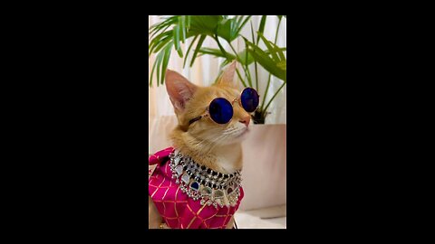 Cute and Stylish Cat with sunglass