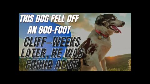 True Stories - This Dog Fell Off an 800-Foot Cliff—Weeks Later, He Was Found Alive