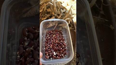 1500 Year Old Cave Beans Seed Harvest 2023 #homesteading #homestead #selfreliance #preppingforshtf