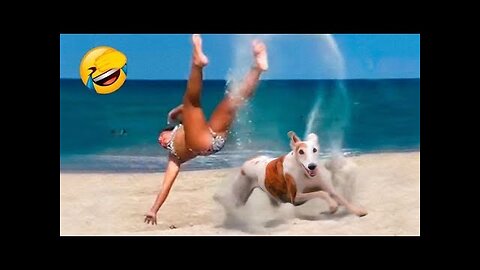 Funny cat and dogs halarious moment | comical_video