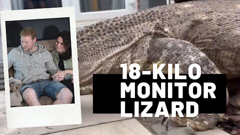 18-kilo monitor lizard who lives with a family-of-four