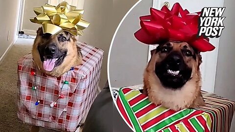 Adorable dog makes the best Christmas present