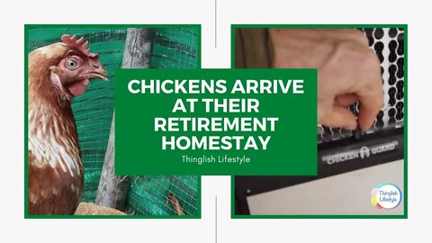 Chickens Arrive at Their Retirement Homestay