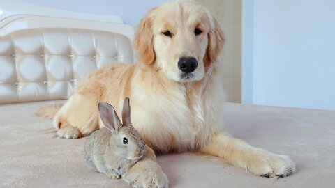 Golden Retriever and Bunny become friends