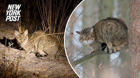 Cat killing competition leaves 400 animals dead