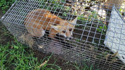 Heroic Fox in Downtown D.C. Bites, Gives Rabies to 9 People, Then is Euthanized