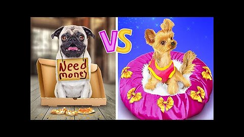 POOR vs RICH PET OWNER | Best Gadgets And Hacks For Your Pets || HD