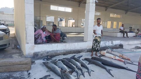 Catching fish for a living in Yemen isn’t only about jumping in a boat and throwing a net