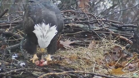 Hays Eagles Mom possible brood patch?? 2022 02 03 072950