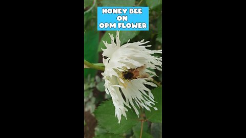 Honey bee on opm flowers