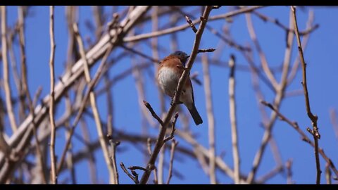 EOS R5 8K Video Eastern Bluebird - Do you need 8k? Maybe not. Do I love it? Yes!
