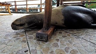 Hilarious Sea Lions Find The Most Ridiculous Places To Sleep