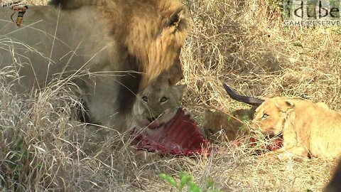 Lion Pride In Africa Have A Nyala For Breakfast