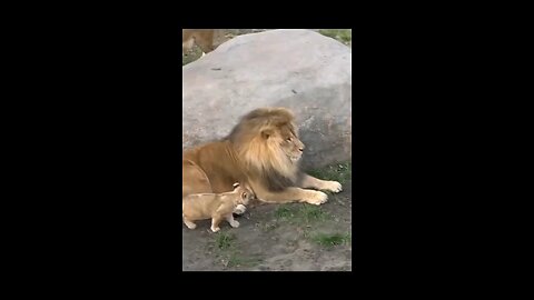 Roar of Laughter: Cute Lion Cub's Funniest Moments 🦁😂