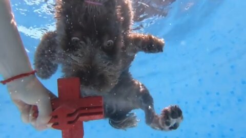 Dog dives underwater to fetch her toy