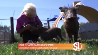 Out of Africa: Meet the warthogs!