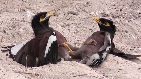 Mynah Birds (Beos) - Birds fight over a female