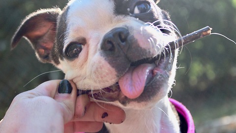 Frenchie loves her stick