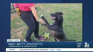 Betty Spaghetti the dog is up for adoption at the Humane Society of Harford County