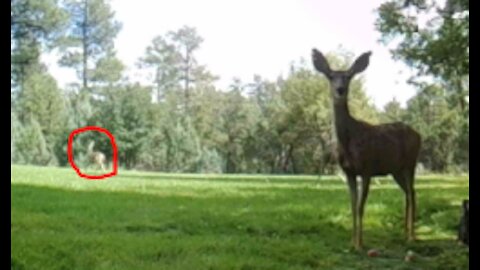 Baby Deer RUNS in Background!