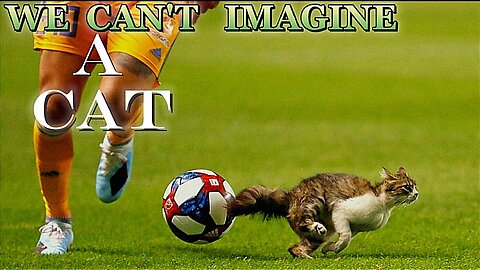 We can't imagine that a cat can do that🧐🙁 in Football game match | A cat can do anything.