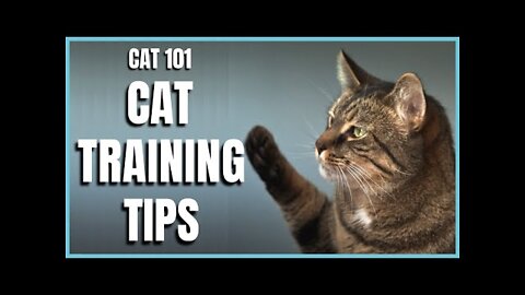 Learn 8 CAT TRICKS in 8 minutes - Easy & Cool Clicker Training Tricks