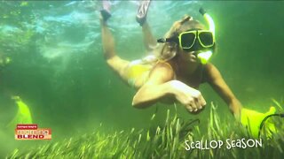 Scalloping Season | Morning Blend